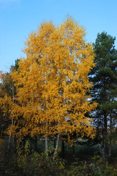 两个年轻的桦木与枯黄的落叶 — 图库照片