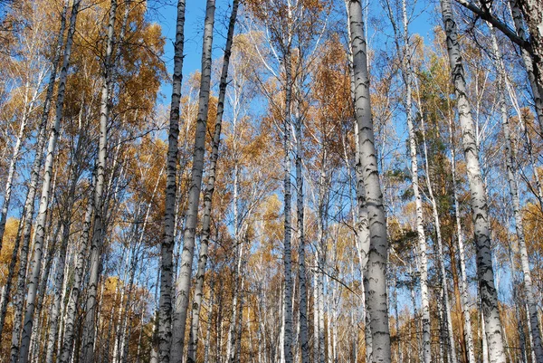 秋天的白桦林 — 图库照片