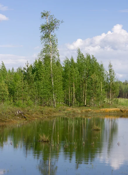 Деревянный пруд — стоковое фото