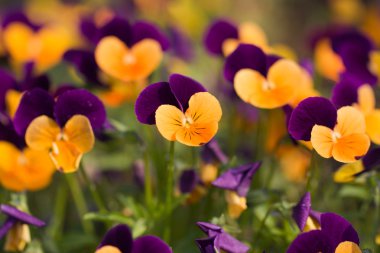 Pansies clipart