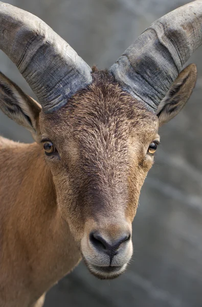 stock image Wild goat