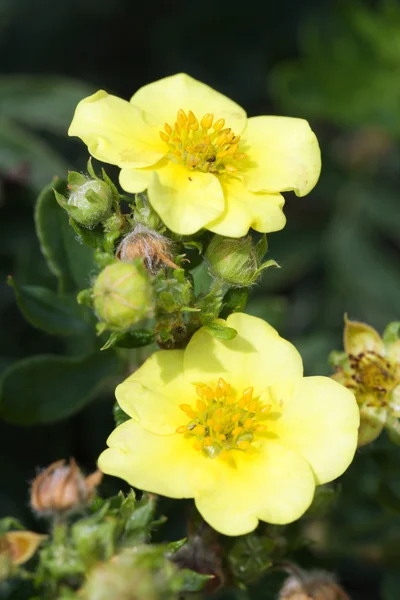 Gele bloem — Stockfoto