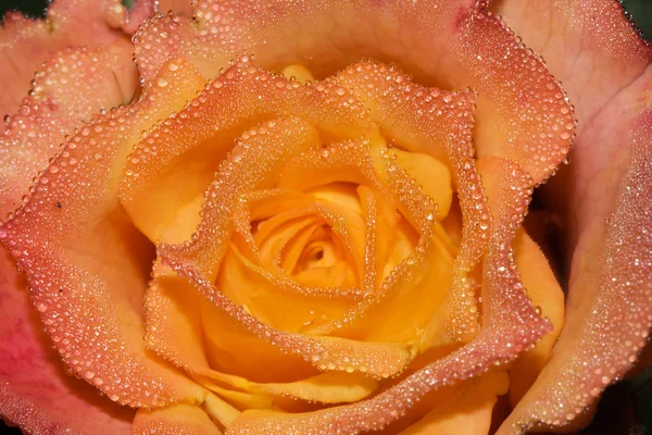 Róża z kropelkami rosy — Zdjęcie stockowe