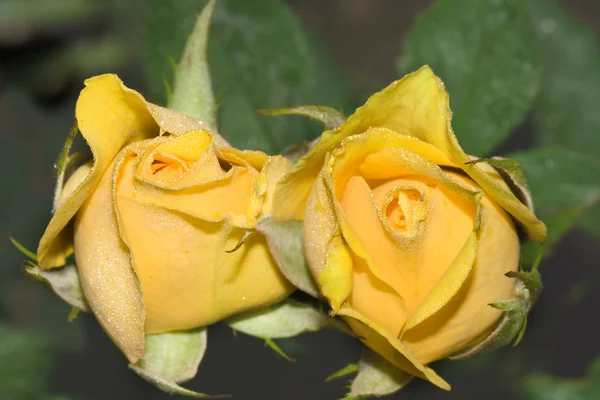 Две розы — стоковое фото