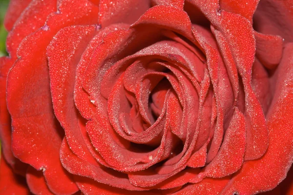 Лепестки роз Лицензионные Стоковые Изображения