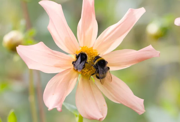 Los abejorros en la flor Imagen de archivo
