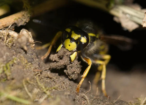 stock image Earthen bee