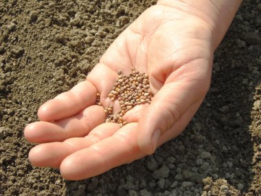 Hand with seeds clipart