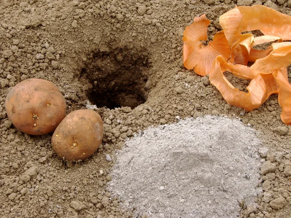 Planting potato organically — Stock Photo, Image