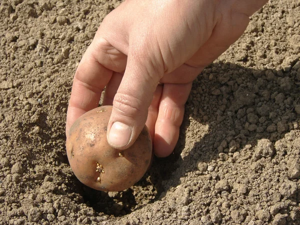 Sadzenia ziemniaków ekologicznie — Zdjęcie stockowe