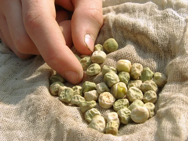 Hand with peas seeds — Stock Photo, Image
