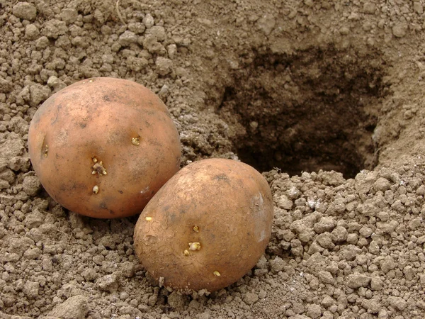 Plantar batatas — Fotografia de Stock