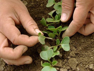 Thinning of radishes shoots clipart