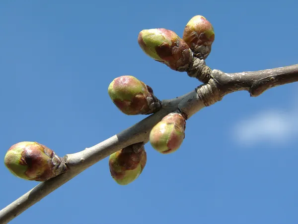 Germogli di ciliegio — Foto Stock