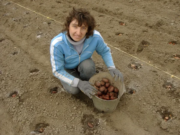 Planting potato — Stock Photo, Image