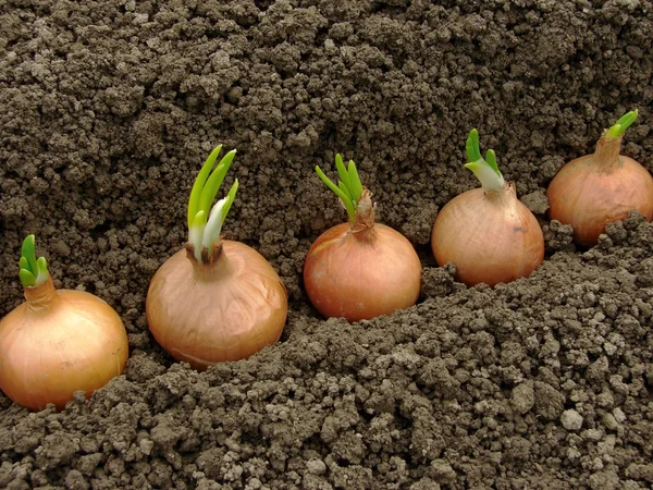 Planting onions — Stock Photo, Image