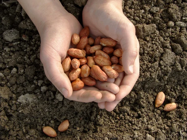 ピーナッツ種子と手します。 — ストック写真