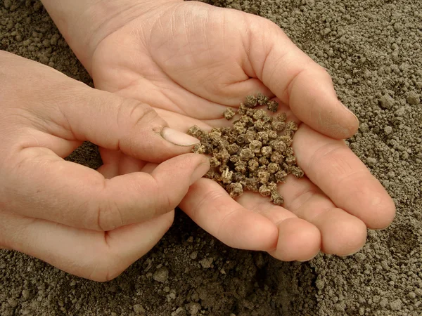 Mão com sementes de beterraba — Fotografia de Stock