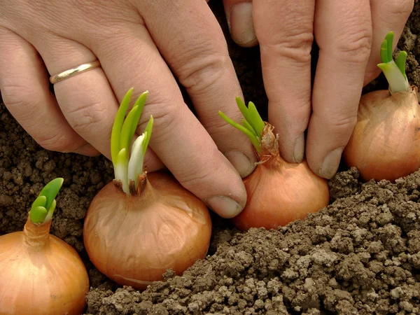 Plantar cebolas — Fotografia de Stock