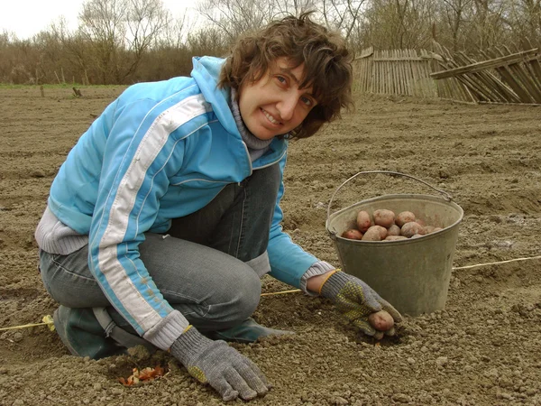 种植马铃薯 — 图库照片