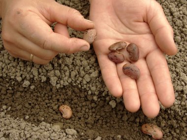 Hands with beans clipart