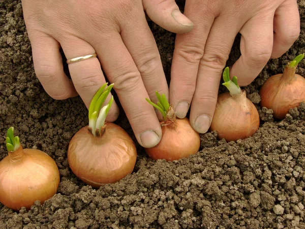 Planting onions — Stock Photo, Image