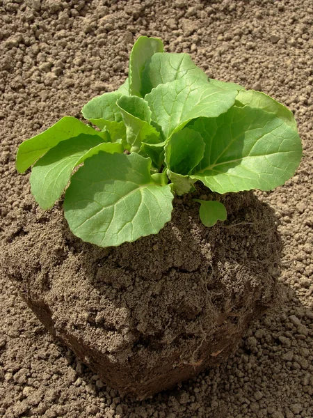 Chinese cabbage seedlings — Stock Photo, Image