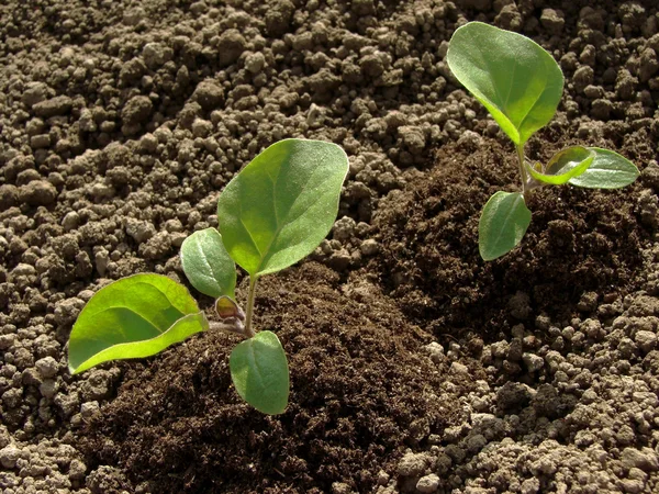 Eggplant seedlings — Stock Photo, Image