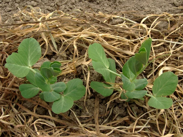 Peas seedlings — Stock Photo, Image