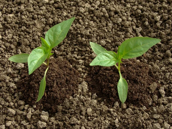 Pepper seedlings — Stock Photo, Image