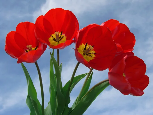 Rote Tulpen — Stockfoto