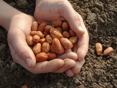 Hands with peanut seeds clipart