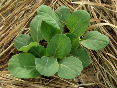 Young Brussels sprouts seedlings clipart