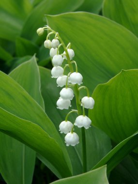 Lily of the valley clipart