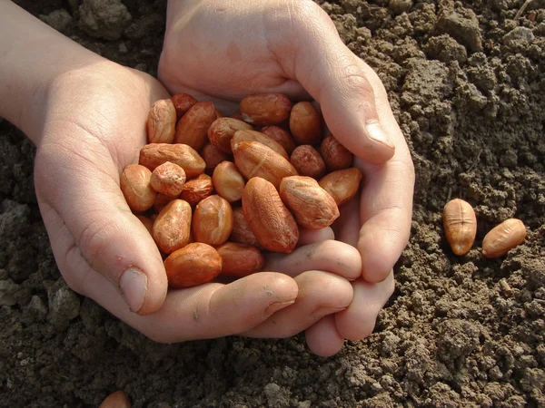 Руки с арахисовыми семенами — стоковое фото