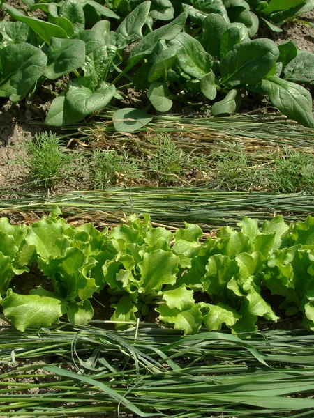 Warzywa ekologiczne — Zdjęcie stockowe