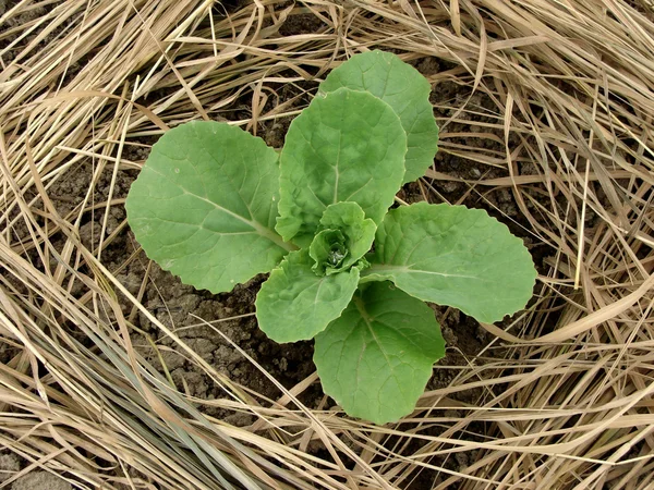 Chinese cabbage seedling — Stock Photo, Image