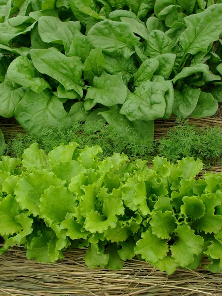 Warzywa ekologiczne — Zdjęcie stockowe