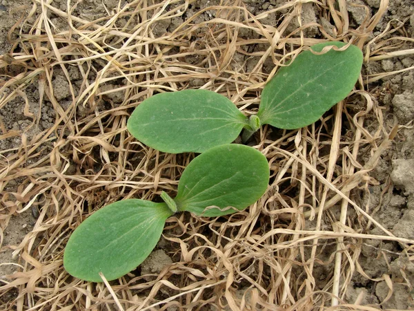 Marrow seedlings — Stock Photo, Image