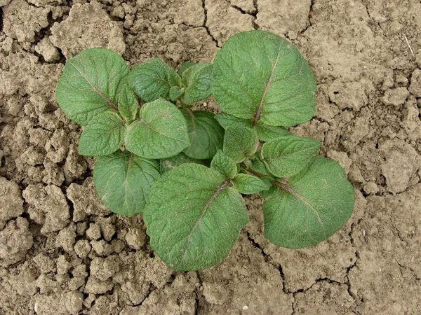 Junge Kartoffelpflanze — Stockfoto