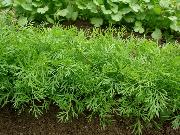 Growing dill — Stock Photo, Image