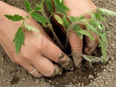 Planting tomato seedlings clipart