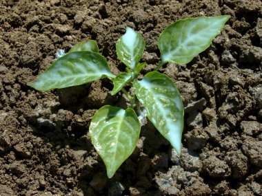 Antifungal plant protection clipart
