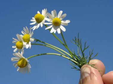 Wild chamomile clipart