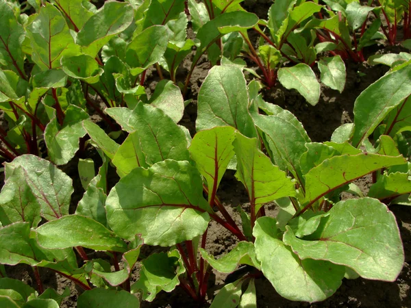 Junge Rote-Beete-Pflanzen — Stockfoto