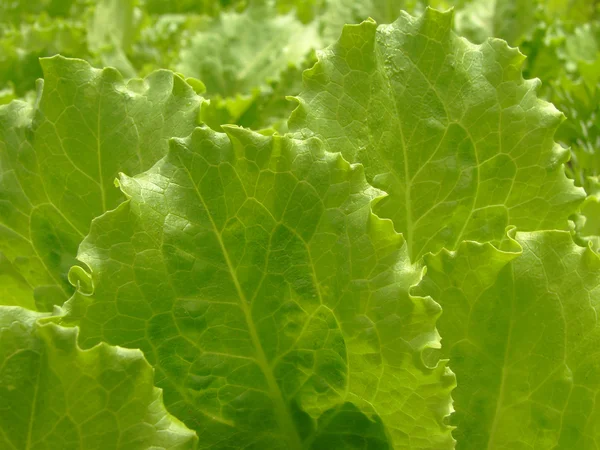 Листя зеленого салату — стокове фото