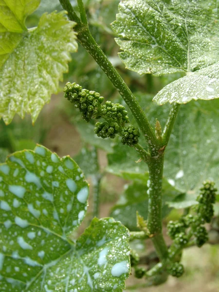 Antifungal grapevine protection — Stock Photo, Image