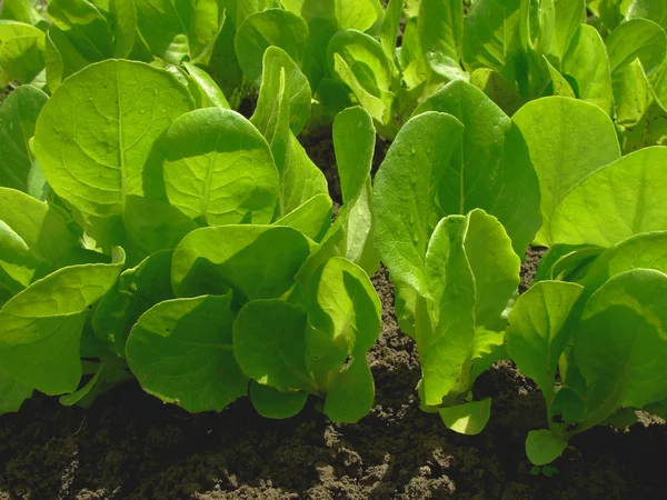 Green lettuce — Stock Photo, Image