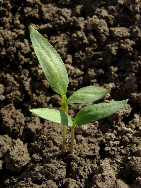 Small pepper seedlings — Stock Photo, Image