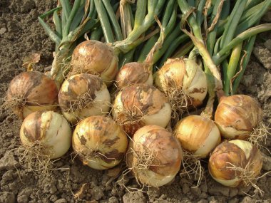 Onion bulbs clipart